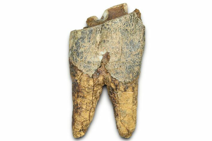 Fossil Woolly Rhino (Coelodonta) Tooth - Siberia #370967
